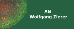 AG_Wolfgang_Zierer