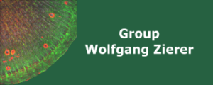 Group_WZierer_Research