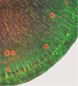 Fig. 10: Cassava storage root cross-section containing fluorescent substances.