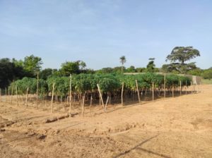 Fig. 13: Cassava field-testing at IITA Ibadan, Nigeria.