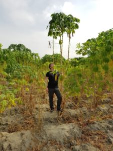 Fig. 2: A 4-meter tall cassava plant of genotype 60444.