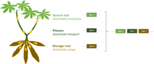 Fig. 3: Identification of yield-related genes in leaves, phloem, and storage roots with subsequent combination.
