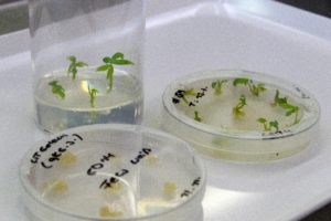 Fig. 4: Different stages of cassava transformation.