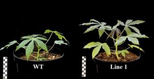 Fig. 5: Cassava plants in the greenhouse.