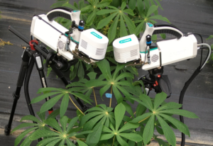 Fig. 6: Gas-exchange measurements with two measuring devices on a cassava plant.