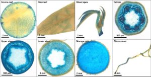 Fig. 9: Characterization of a cassava promoter in a stably transformed promoter-reporter plant.