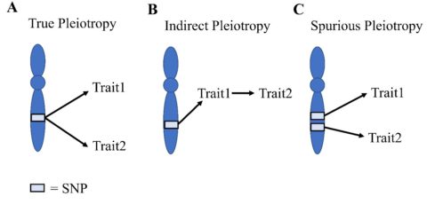 Zum Artikel "Pleiotropy – the multiple effects of a single mutation!"