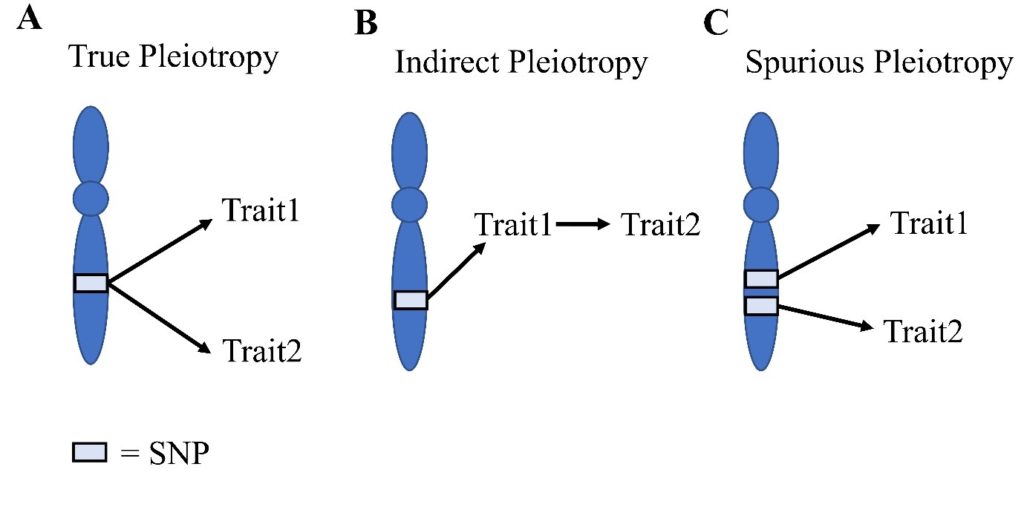 Verschiedene Formen der Pleiotropie