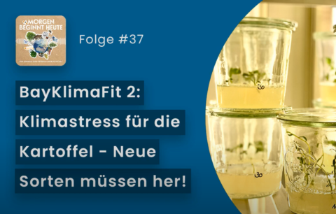 Zum Artikel "Pflanzenzüchtung – Wettlauf gegen den Klimawandel – BayKlimaFit2"