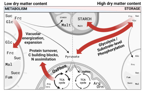 Zum Artikel "New article in the plant journal"