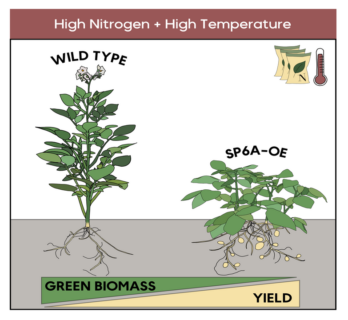 Zum Artikel "New publication in the plant journal"