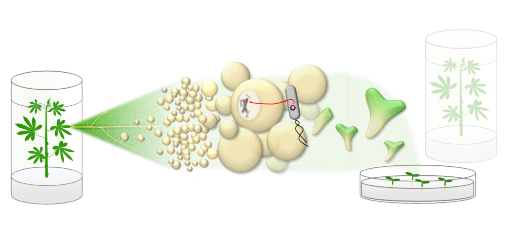 Figure 1: Transformation_Process