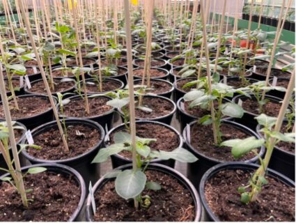 Towards entry "Potatoes Show Stage-Specific Responses to Phosphorus Deficiency:"